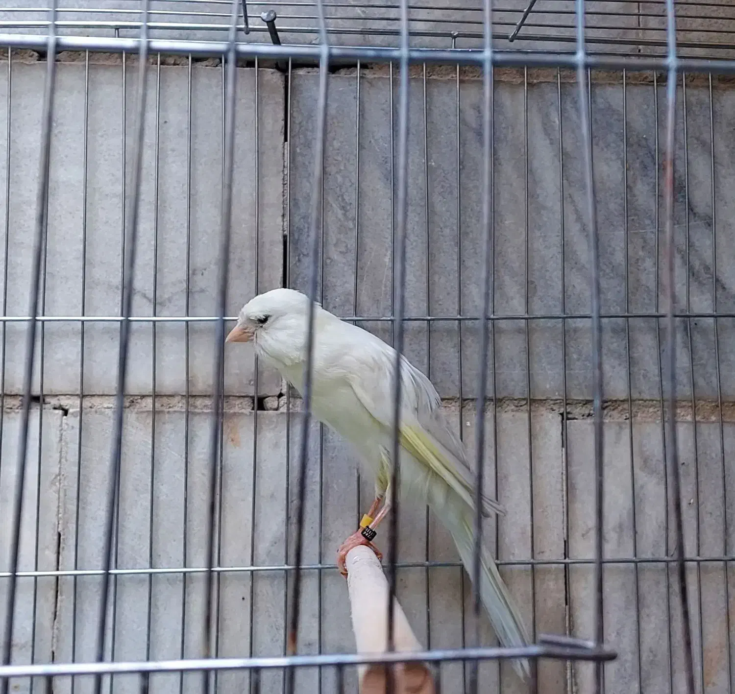 قناری رسمی بلند|پرنده|ری, دیلمان|دیوار