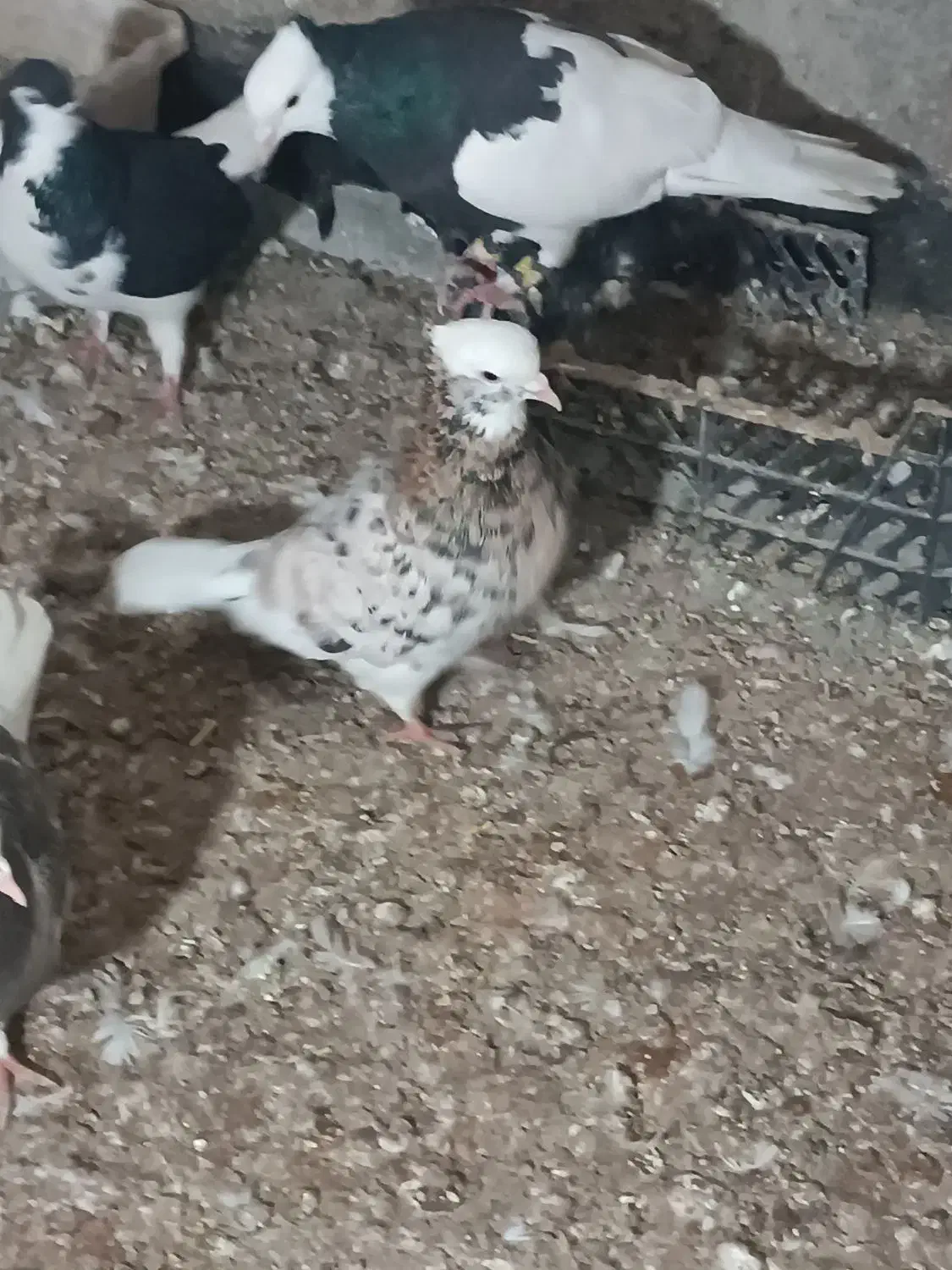 کبوتر|پرنده|شیروان (خراسان), |دیوار