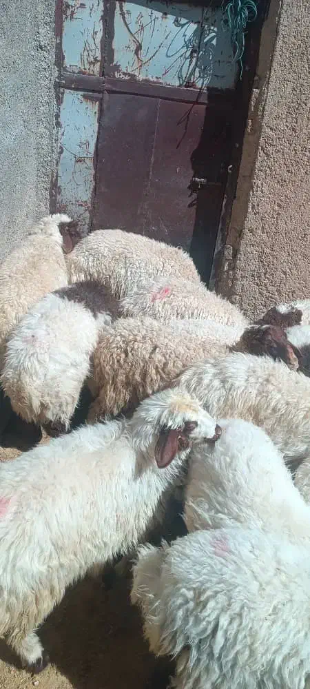 24راس بره نر و ماده|حیوانات مزرعه|ایوان, |دیوار