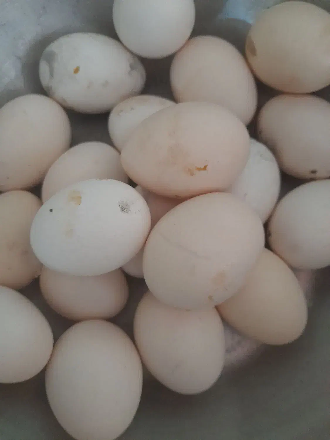 تخم مرغ|خوردنی و آشامیدنی|رامشیر, |دیوار