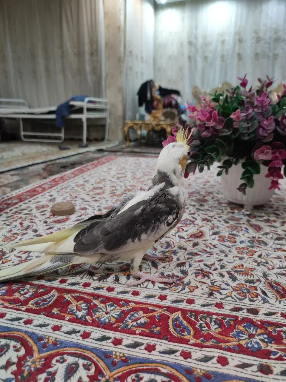 جوجه عروس هلندی لوتینو دوکت|پرنده|پیشوا, |دیوار