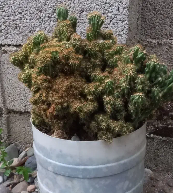 صخره ای|گل و گیاه طبیعی|رشت, استادسرا|دیوار