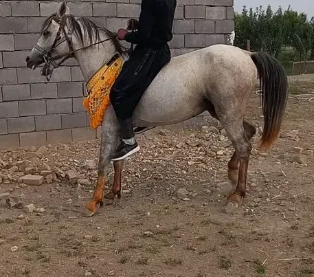 اسب|اسب و تجهیزات اسب‌سواری|همدان, |دیوار