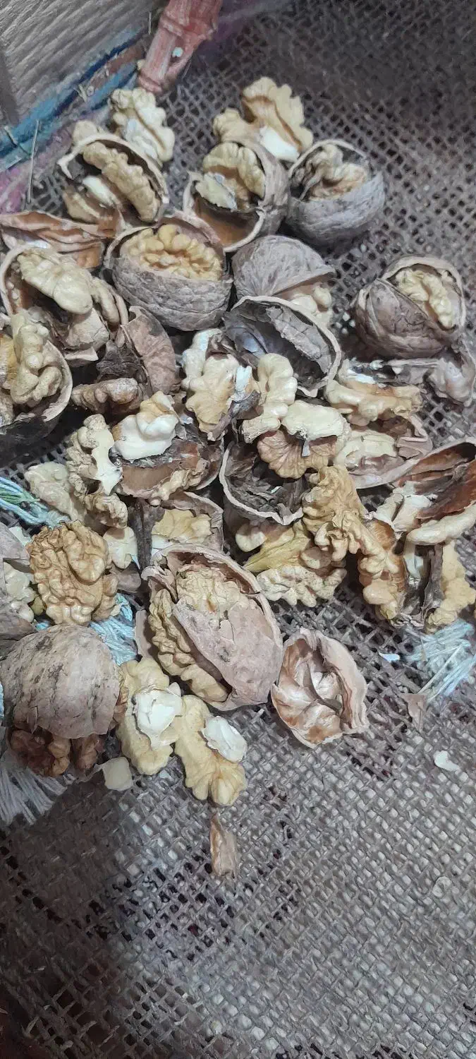 بروجرد‌هست‌گردو|کنسول، بازی ویدئویی و آنلاین|سنندج, |دیوار