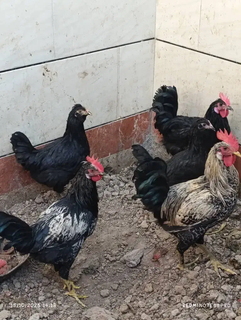 مرغ خروس|حیوانات مزرعه|بندر امام خمینی, |دیوار