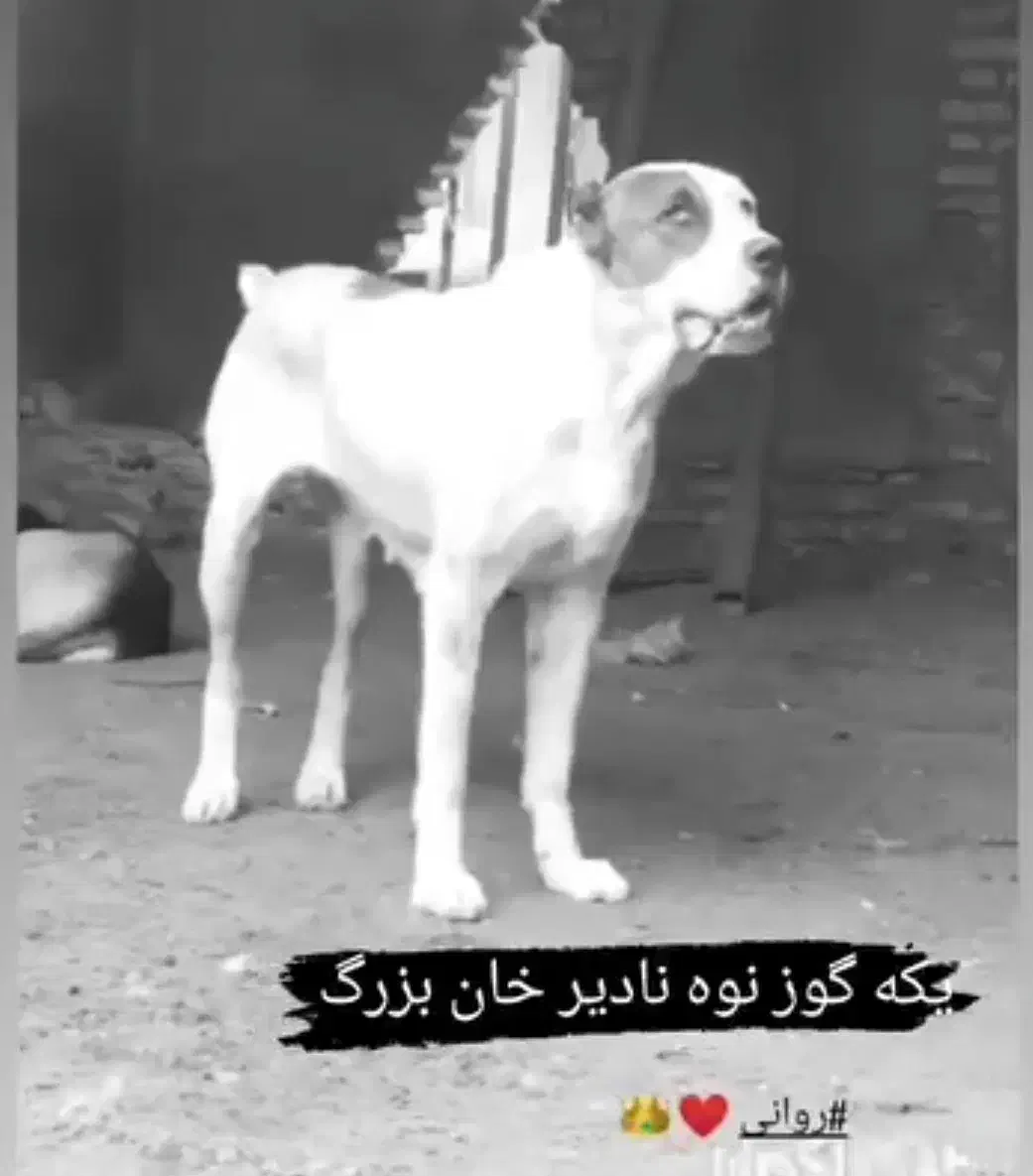 ماده آلابای|سگ|سنگدوین, |دیوار