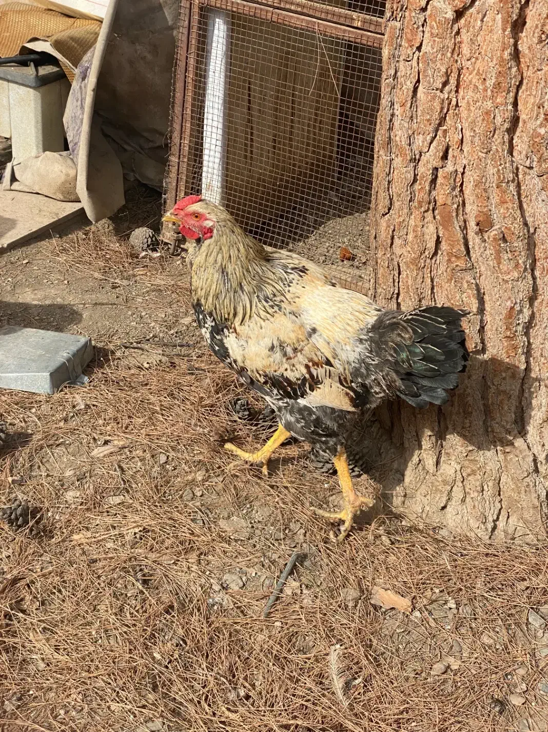 خروس محلی|حیوانات مزرعه|مشهد, ویلاشهر|دیوار