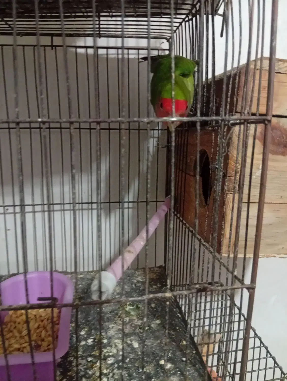 یک جفت برزیلی سبز|پرنده|الوند, |دیوار