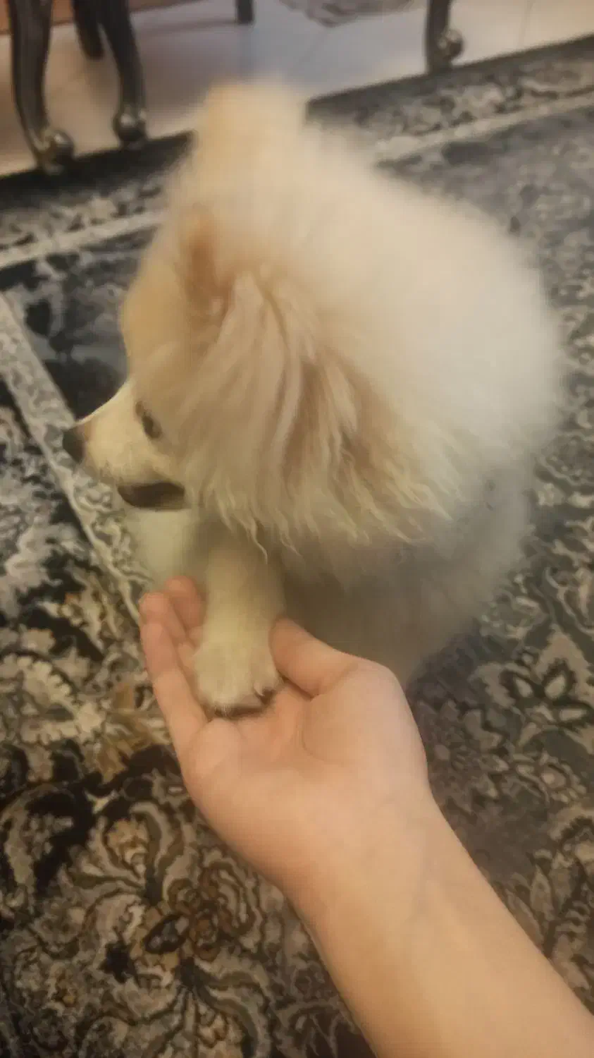 سگ پامر 6 ماهه|سگ|تهران, نیکنام|دیوار