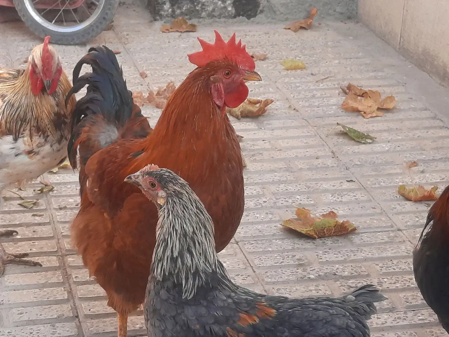 خروس خانگی ، محلی|حیوانات مزرعه|اصفهان, بوستان زاینده رود|دیوار