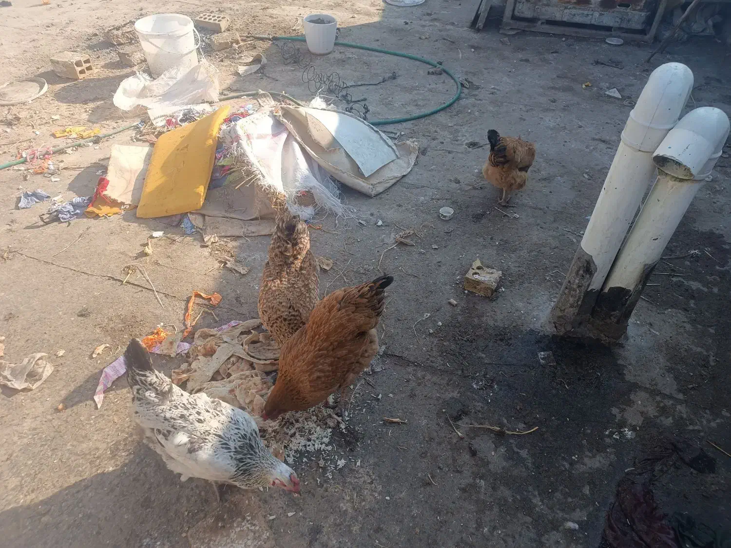 مرغ|حیوانات مزرعه|مشهد, همت آباد|دیوار