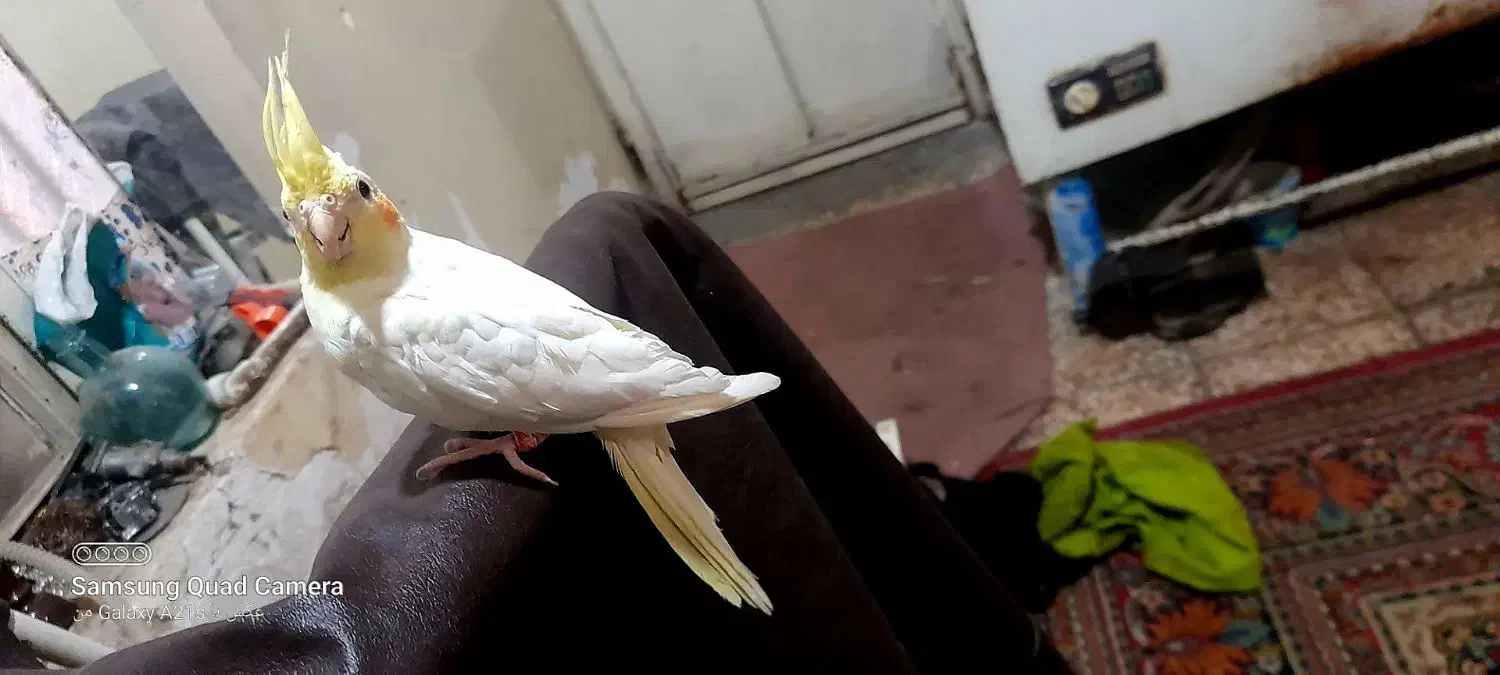 عروس هلندی|پرنده|کارون, |دیوار