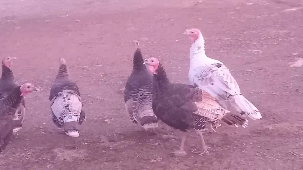 ۶عدد بوقلمون دونه ای ۲۶۰۰|حیوانات مزرعه|دشتک, |دیوار