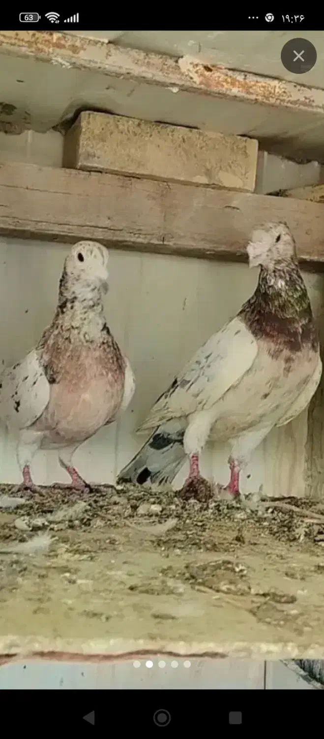 ماده سرور دانش|پرنده|سمنان, |دیوار