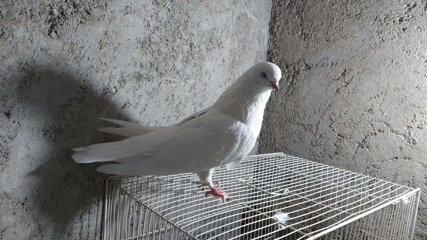 ۳عدد کبوتر عتیقه۲تا جم یدونه قرمزی گوچه|پرنده|آذرشهر, |دیوار