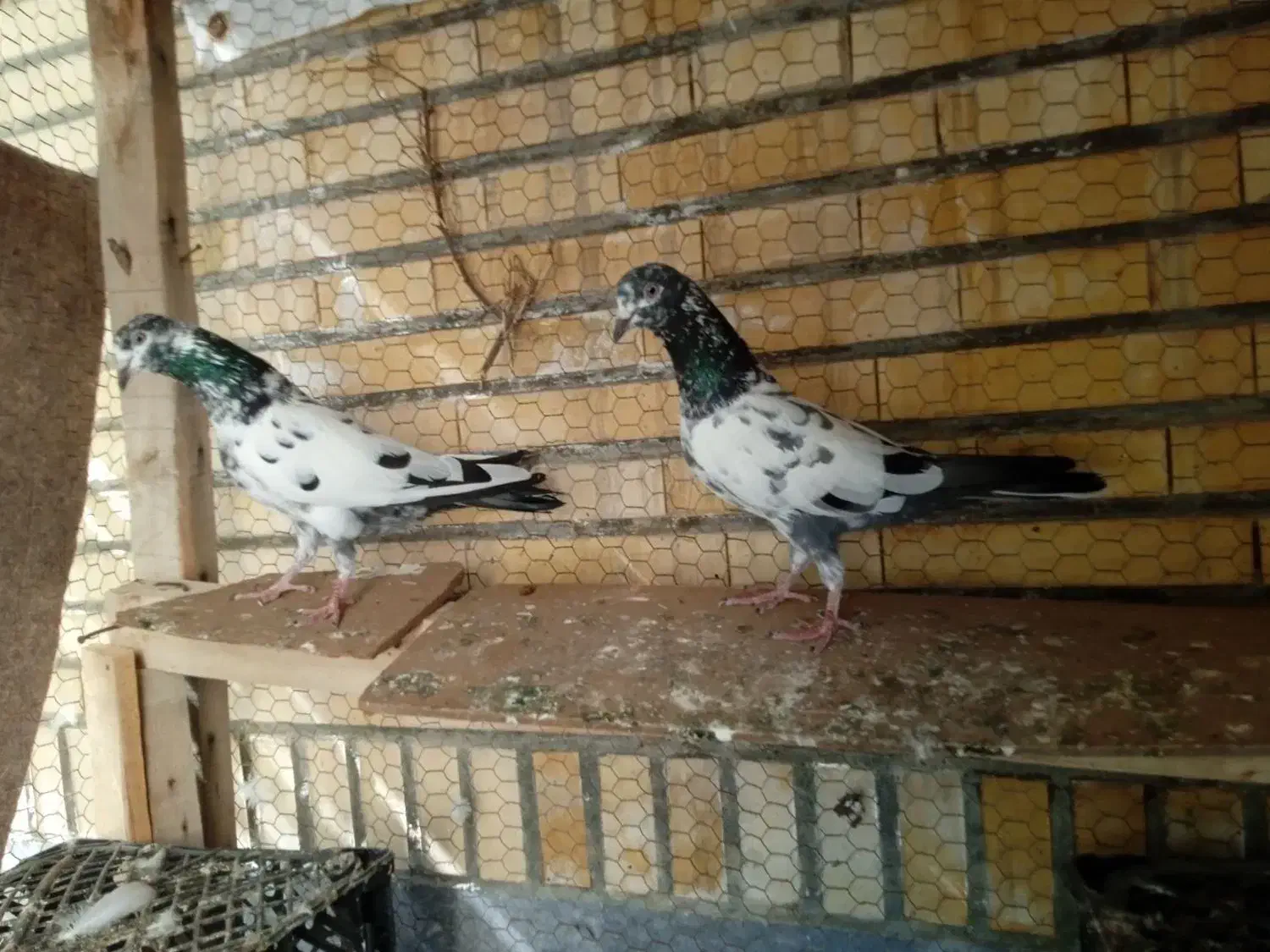 کفتر تیدی|پرنده|قشم, |دیوار