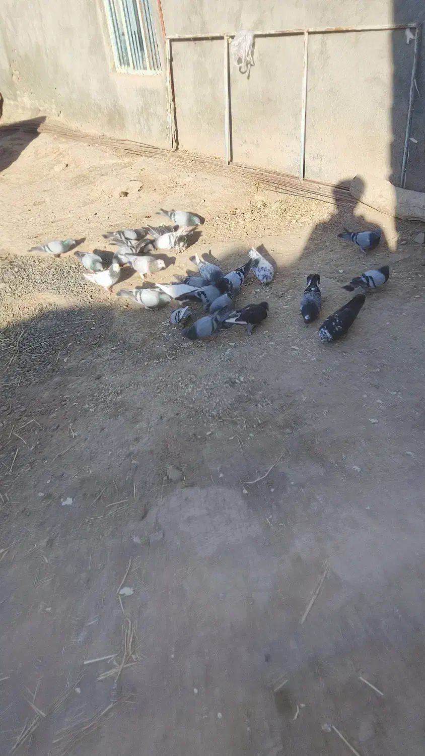 کفتر سبز آلمانی|پرنده|جوین, |دیوار