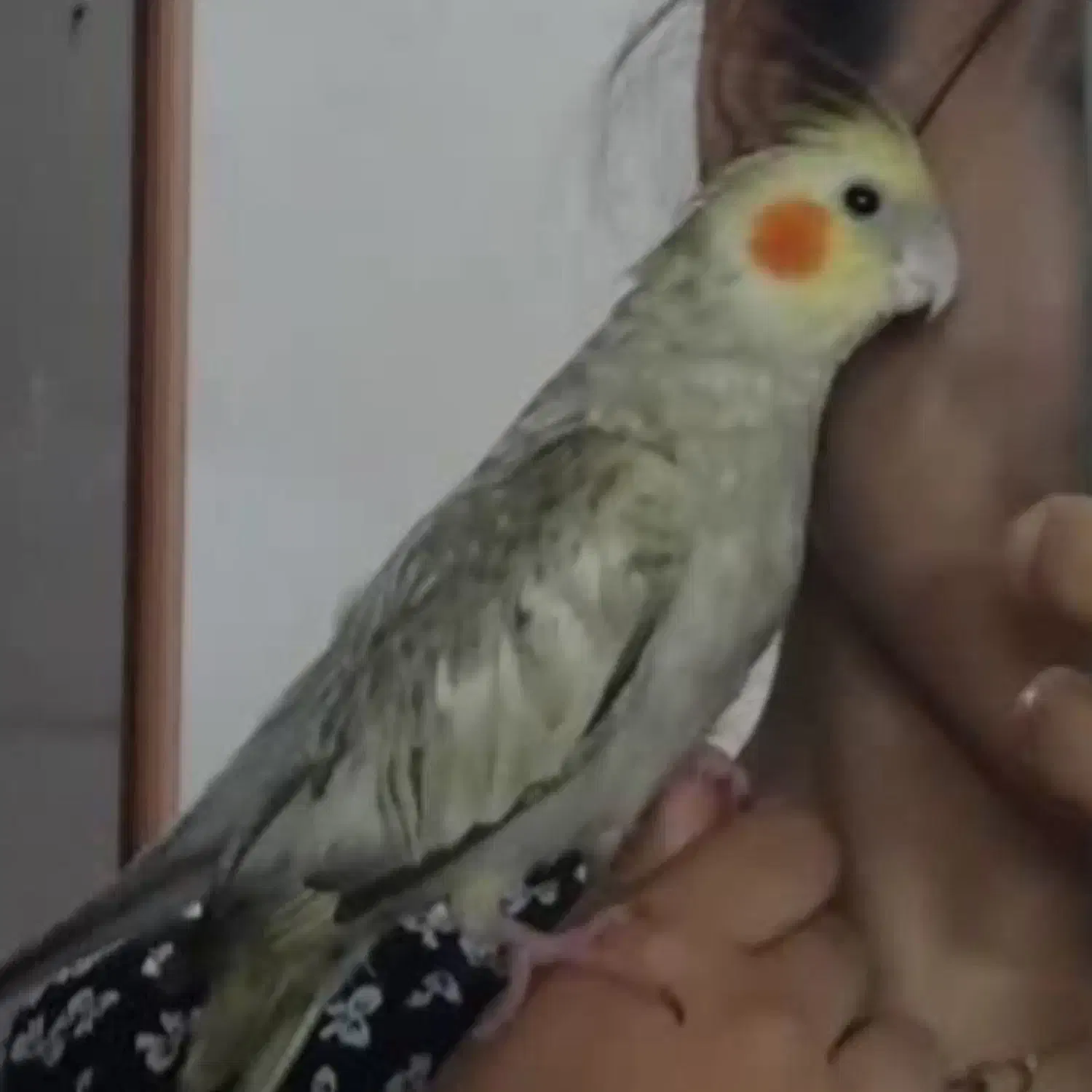 عروس هلندی|حیوانات|سمنان, |دیوار