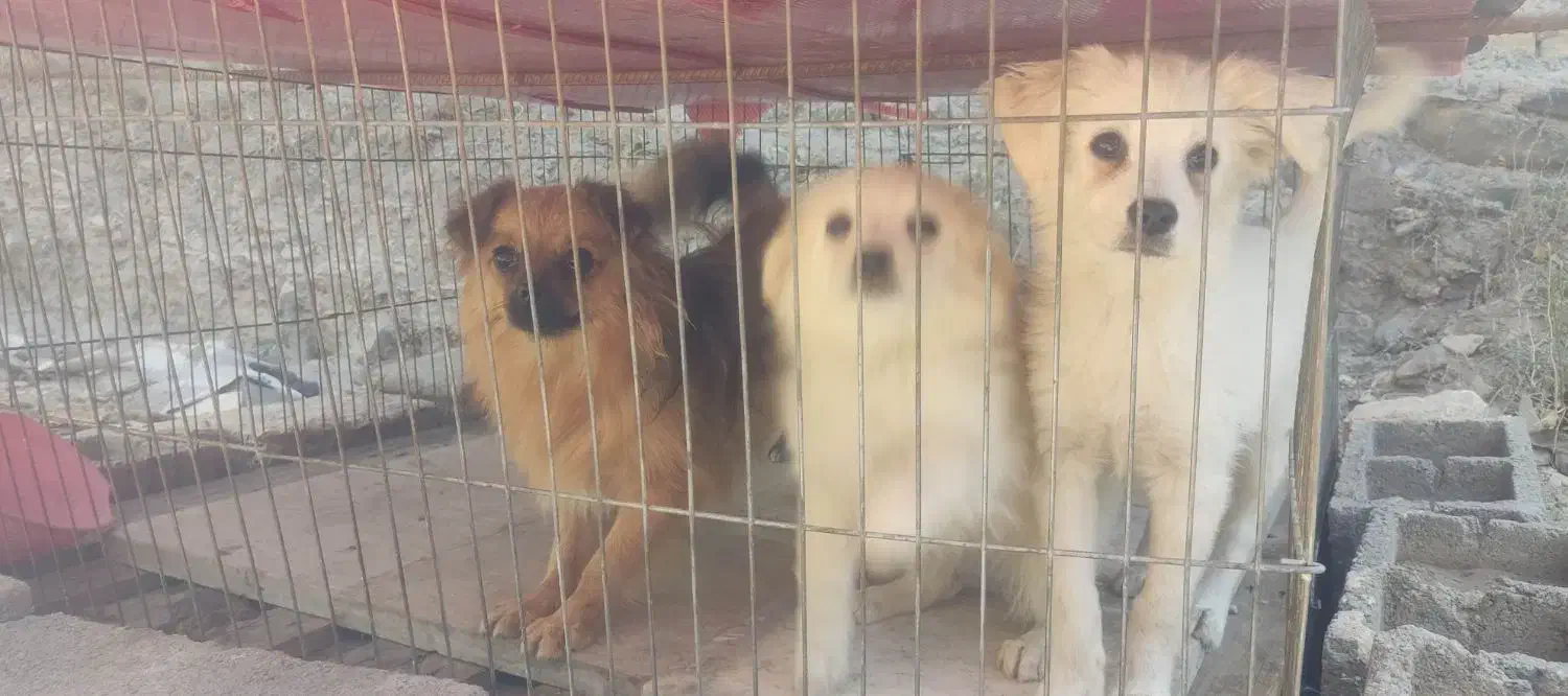 سگ پاکوتاه پامریین شناسنامهدار|سگ|زنجان, |دیوار