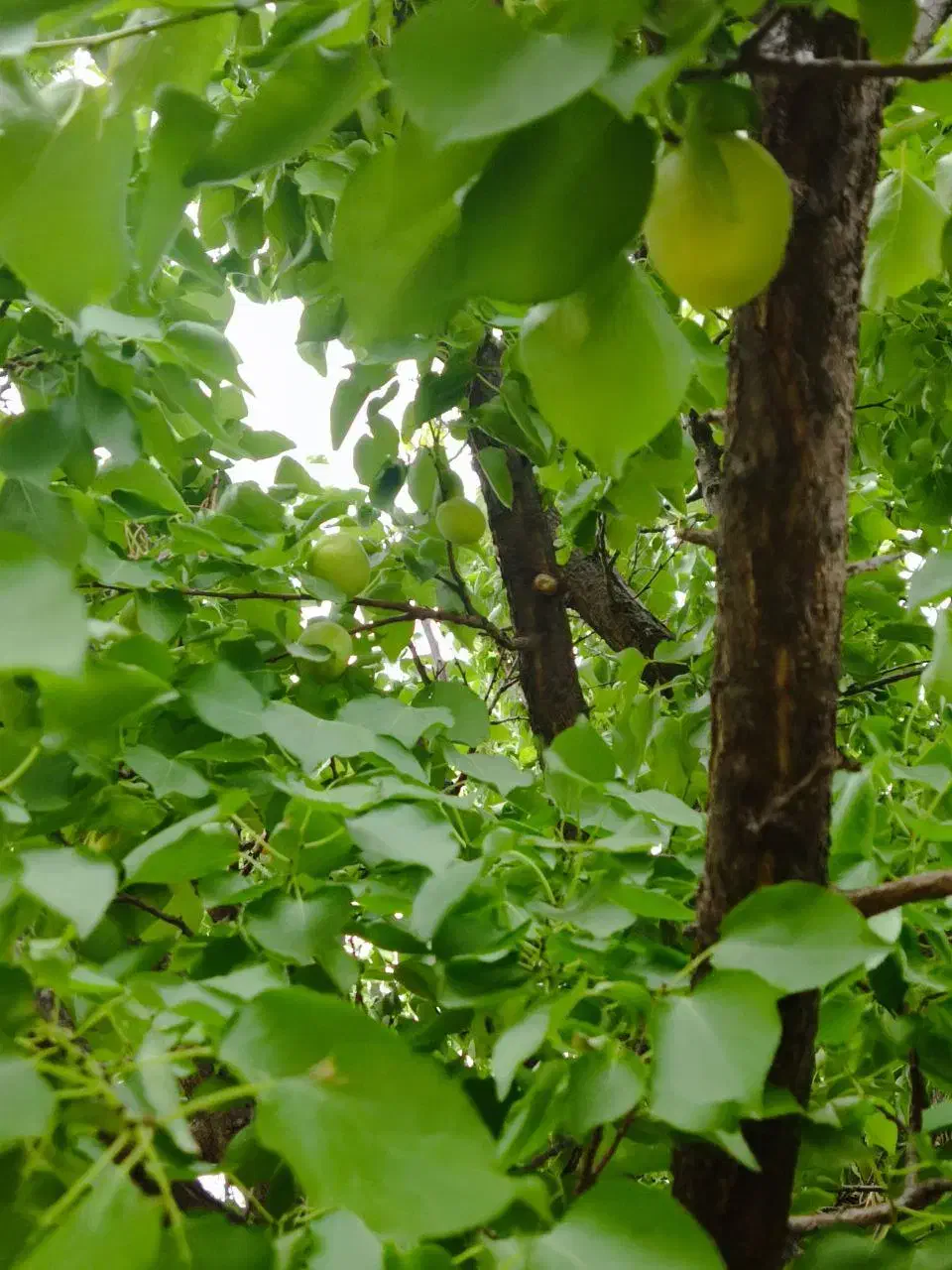 خانه ویلایی ، باغچه ( 30 درصد چک )|فروش خانه و ویلا|زبرخان, |دیوار