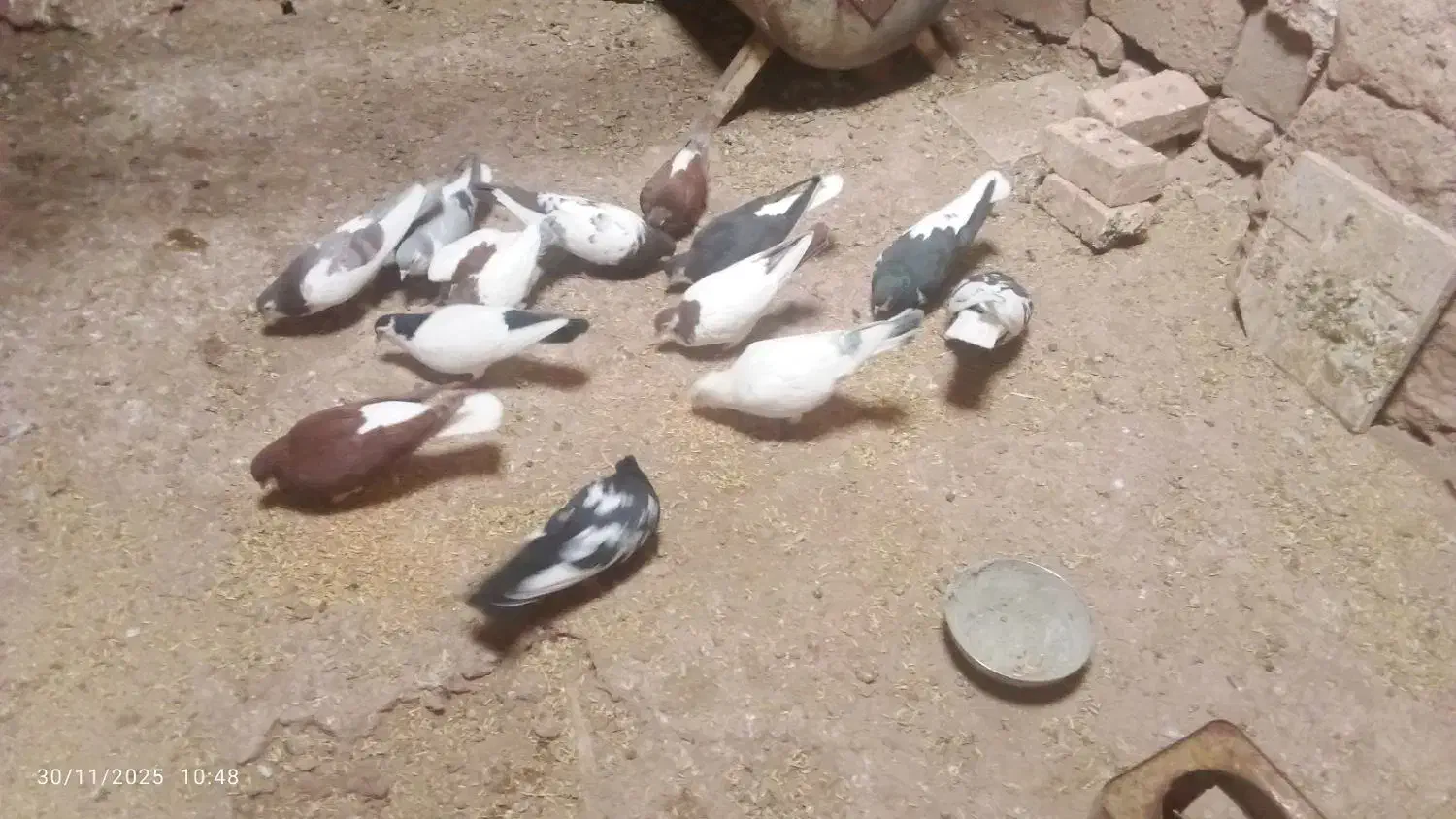 کبوترها همه سالم|پرنده|میان جلگه, |دیوار