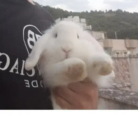 خرگوش لوپ بالغ سفید چشم ابی|موش و خرگوش|گرگان, |دیوار