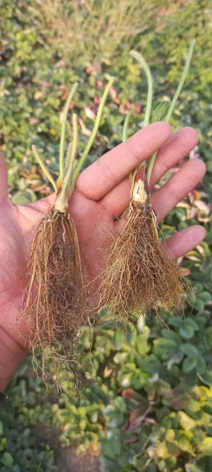 بذر و نهال توت فرنگی رقم سا برینا پر بار یکدست|خدمات باغبانی و درختکاری|خان ببین, |دیوار