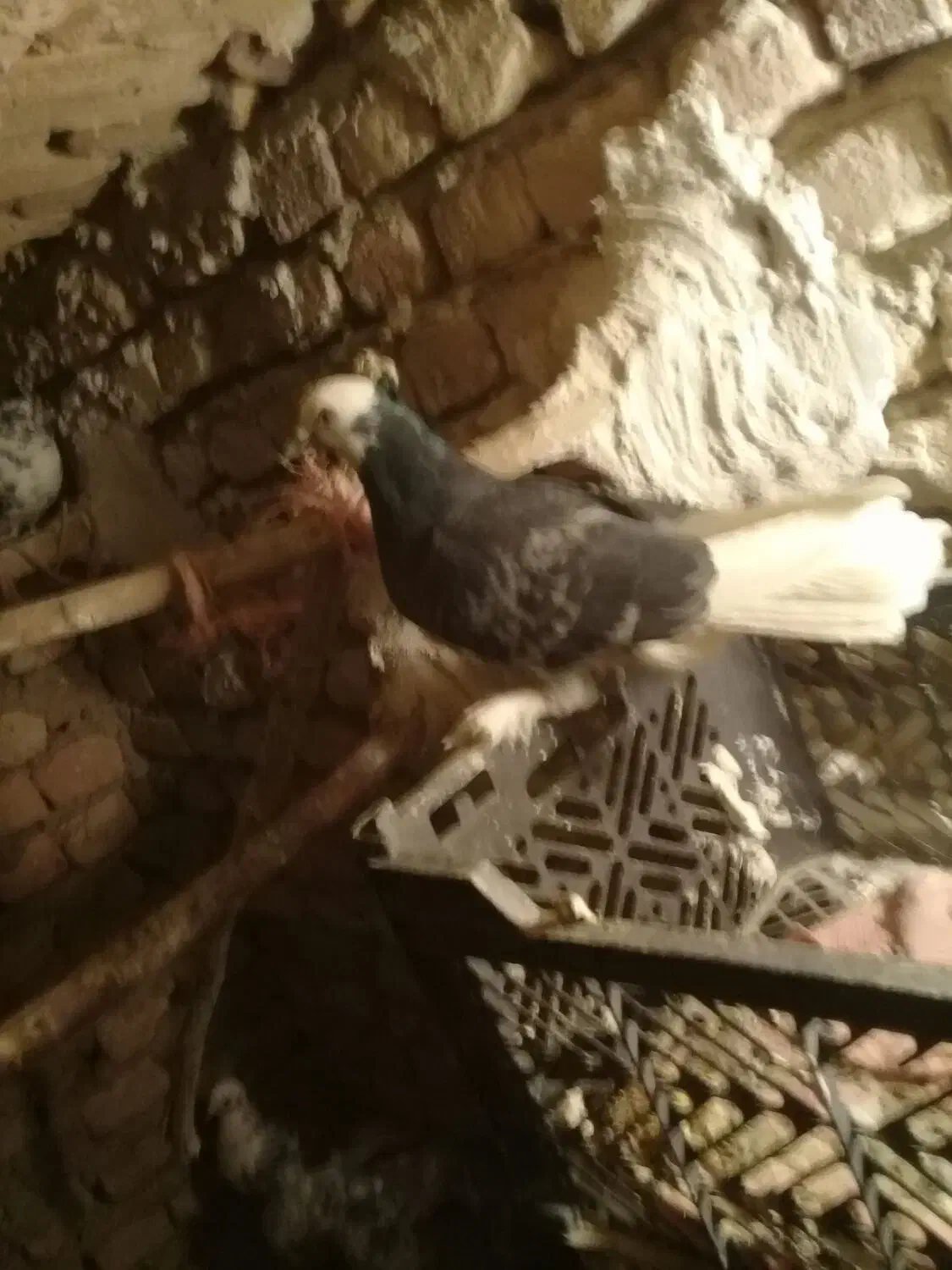 کفتر|پرنده|گلپایگان, |دیوار