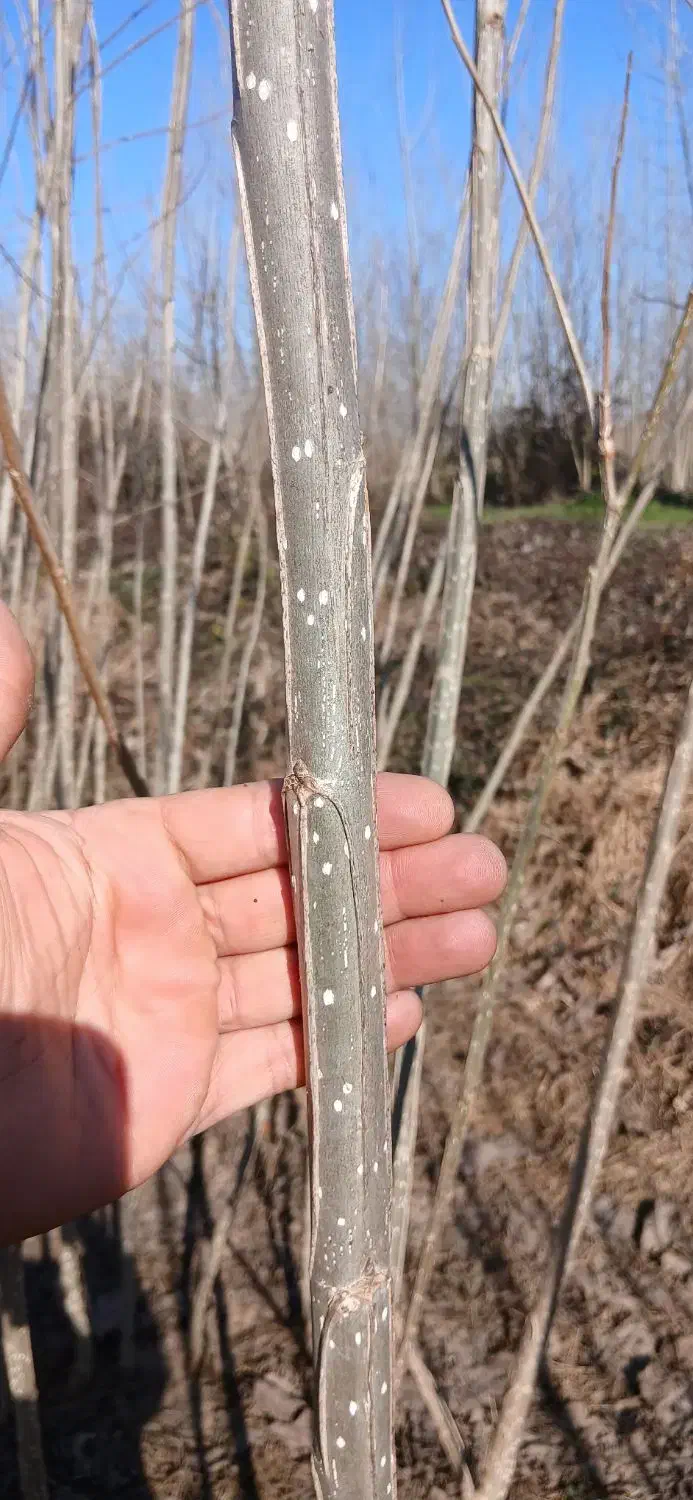 نهال صنوبر|خدمات باغبانی و درختکاری|آستانه اشرفیه, |دیوار