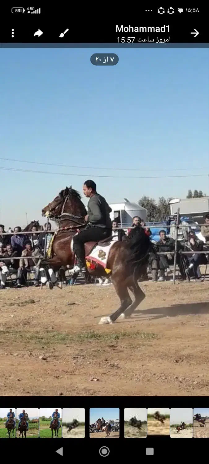 اسب کرد مدرک دار|اسب و تجهیزات اسبسواری|ساوه, |دیوار