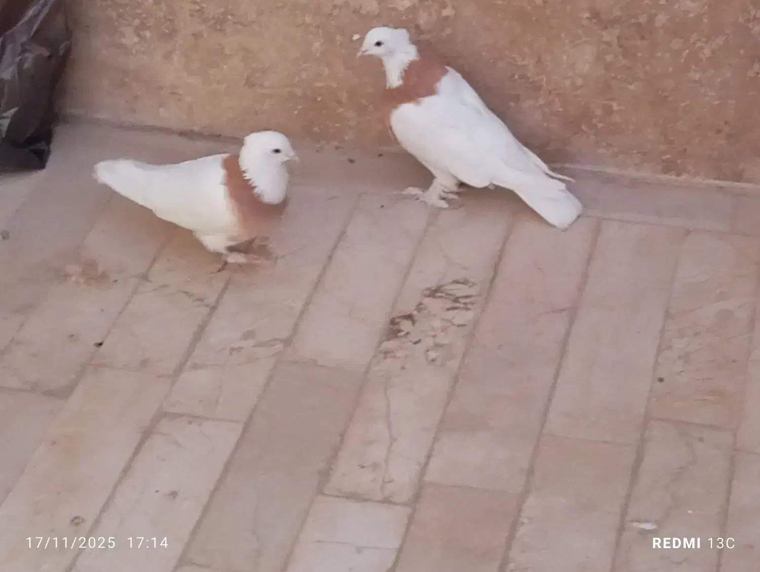 یک جفت کفتر طوقی|پرنده|قم, پردیسان|دیوار