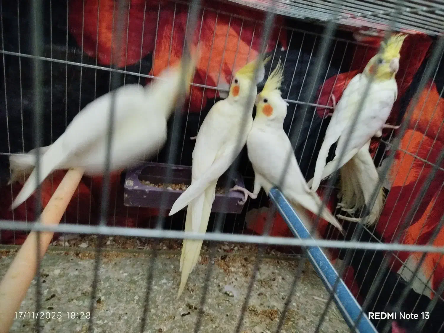 پنج عدد عروس هلندی جوجه آس|پرنده|قرق, |دیوار