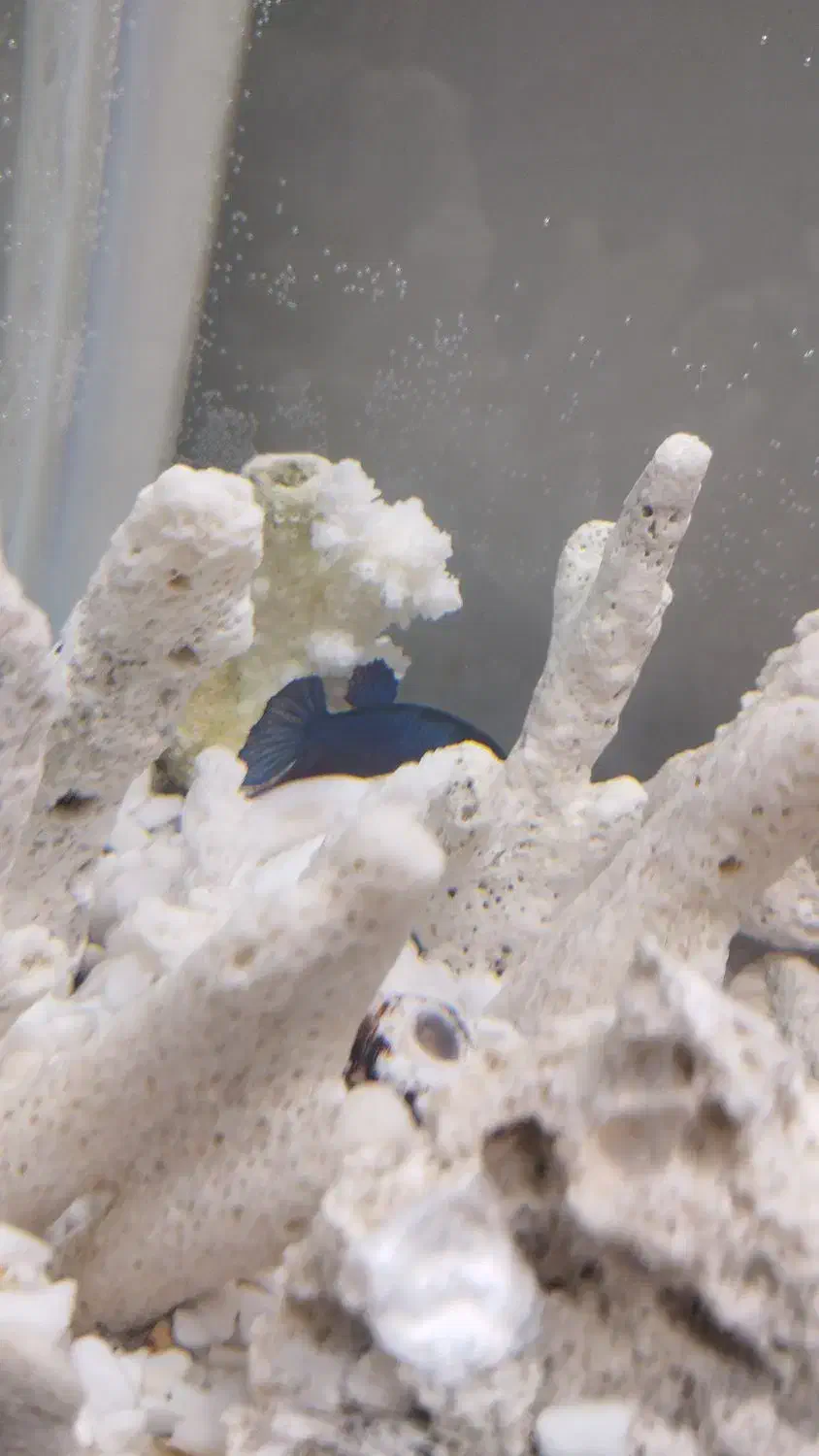 ماهی فایتر ، لوازم آکواریوم ، لوازم اکواریوم|ماهی|رشت, منظریه|دیوار