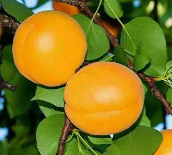 پیشفروش نهال زردآلو پرتقالی لیبل دار|خدمات باغبانی و درختکاری|آسارا, |دیوار