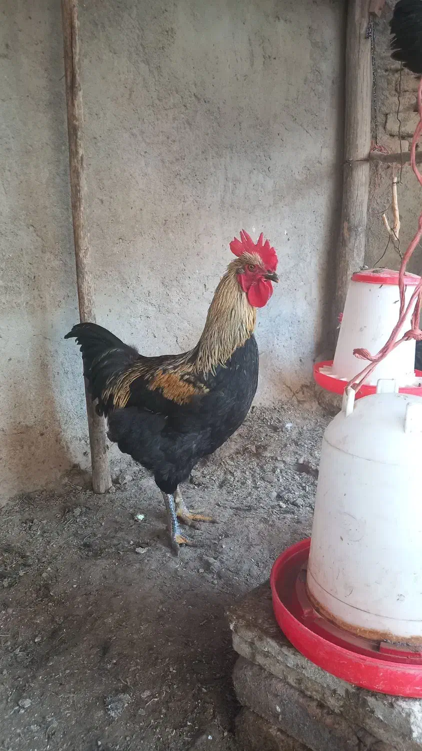 خروس|حیوانات مزرعه|عجب شیر, |دیوار