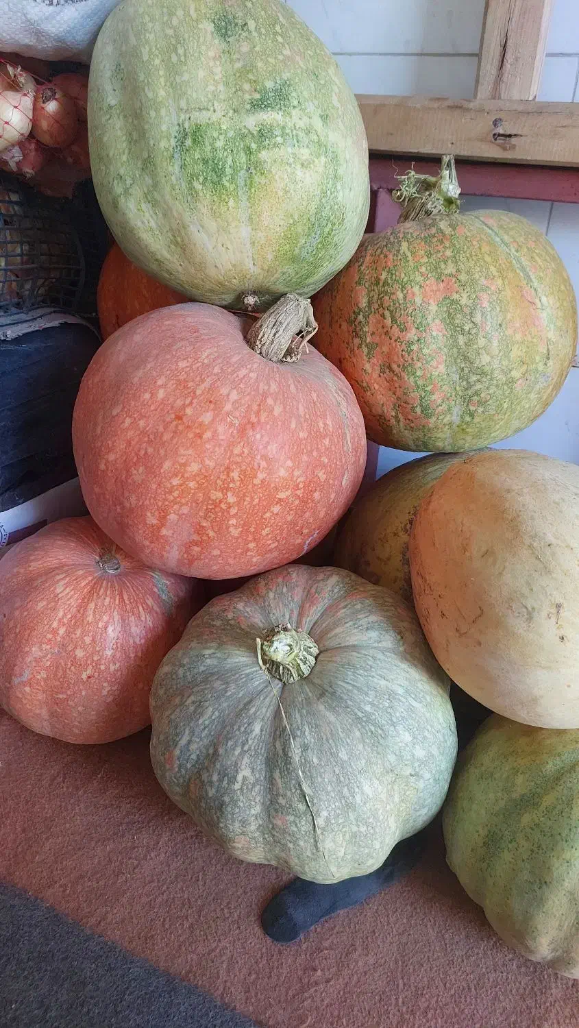 کدو تنبل و تخمه کدو درجه یک|خوردنی و آشامیدنی|ایلخچی, |دیوار