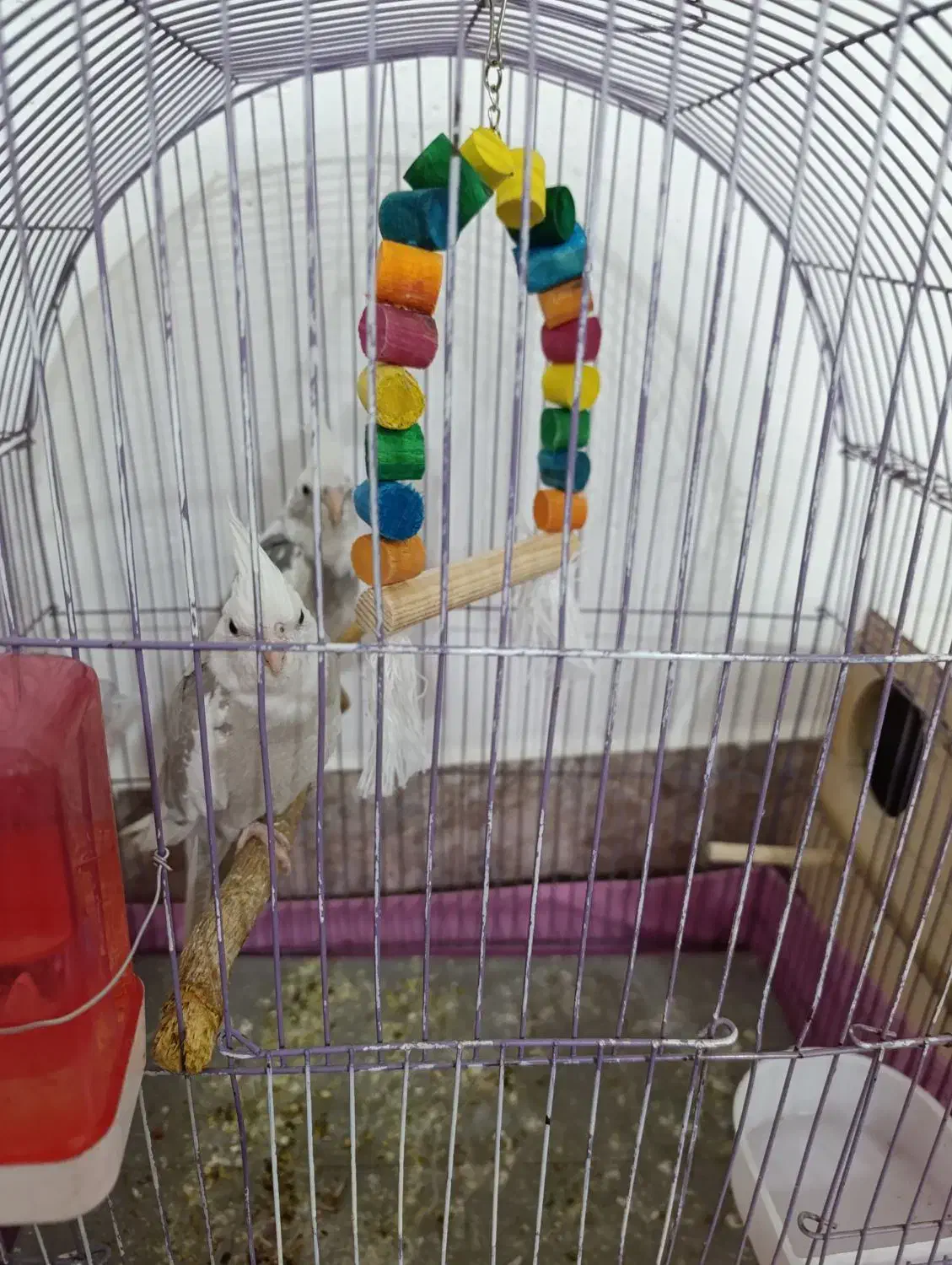 جفت عروس هلندی دوکت آلبینو مولد|پرنده|اندیمشک, |دیوار