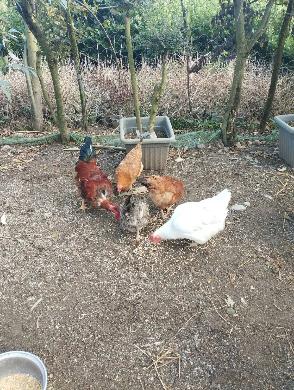 فروش مرغ و خروس محلی|حیوانات مزرعه|تنکابن, |دیوار