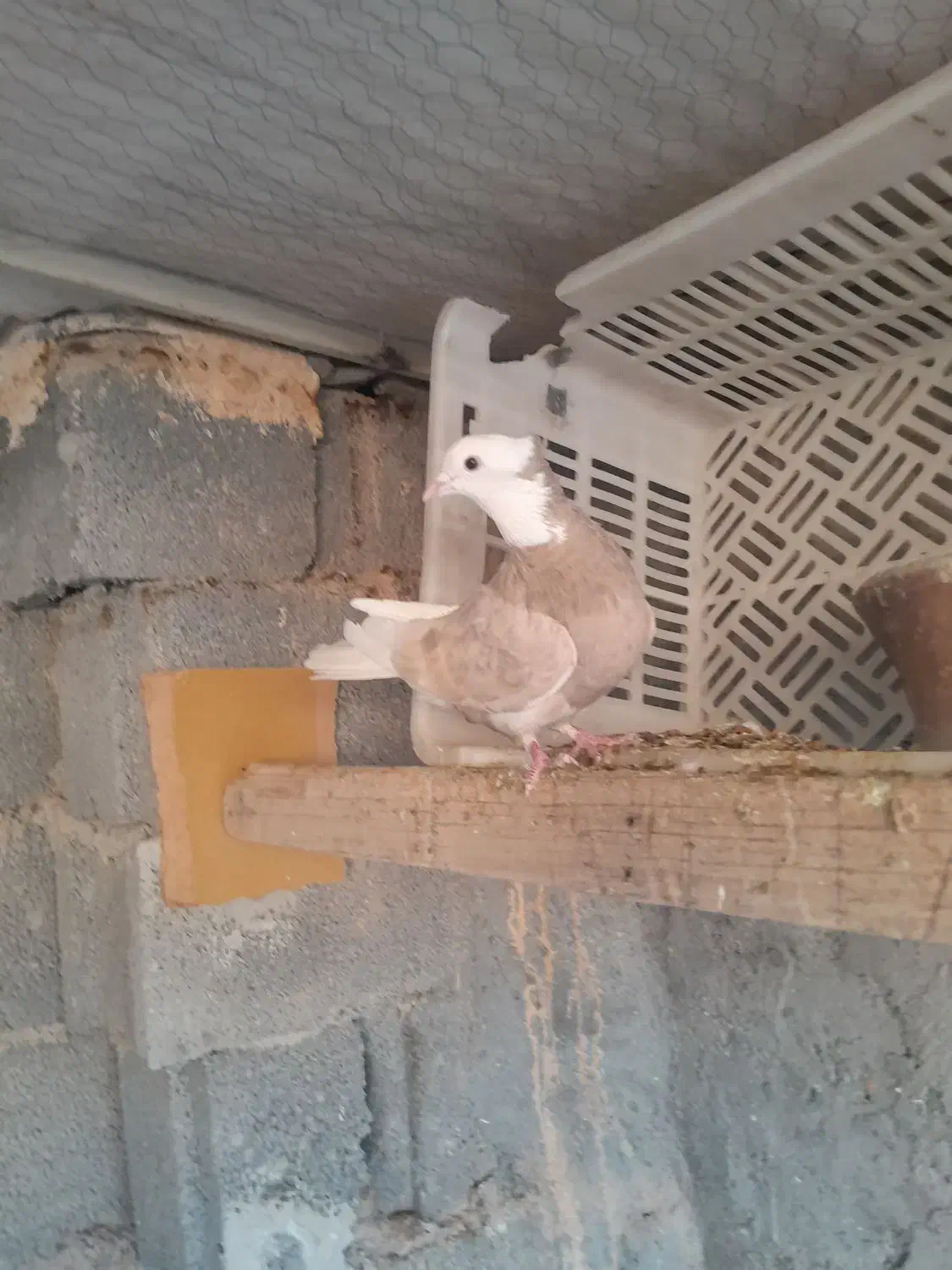 کبوتر شازده زرد|پرنده|تهران, مختاری|دیوار