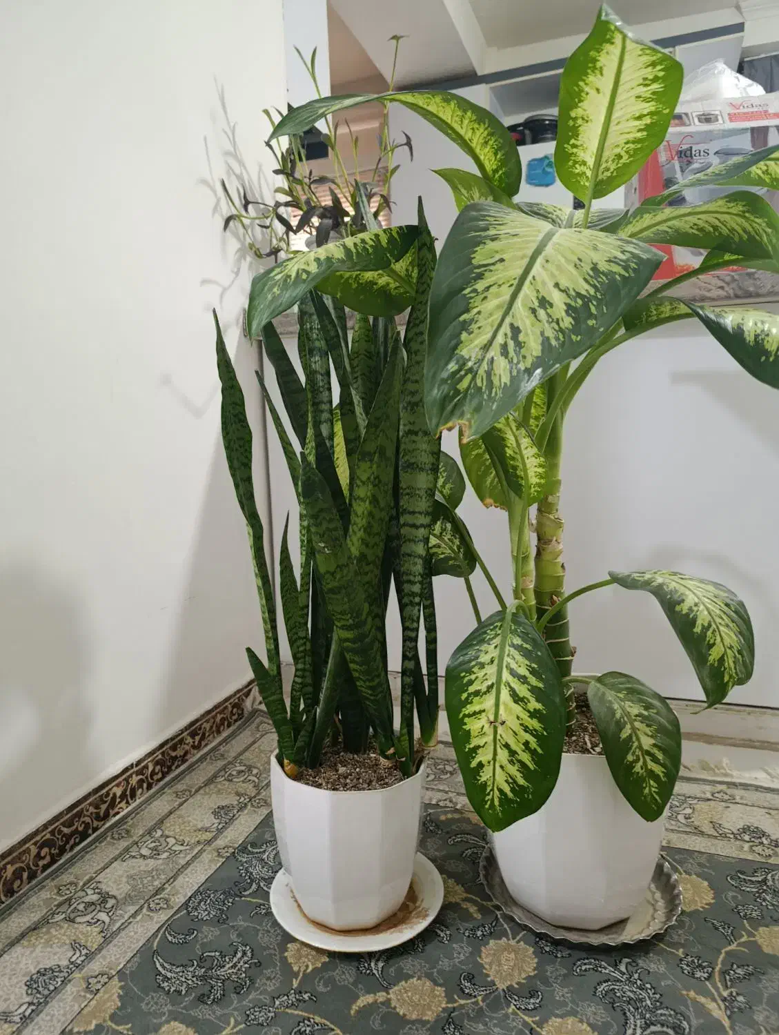 گل فروشی|گل و گیاه طبیعی|هشتگرد, فاز ۷ مهستان|دیوار