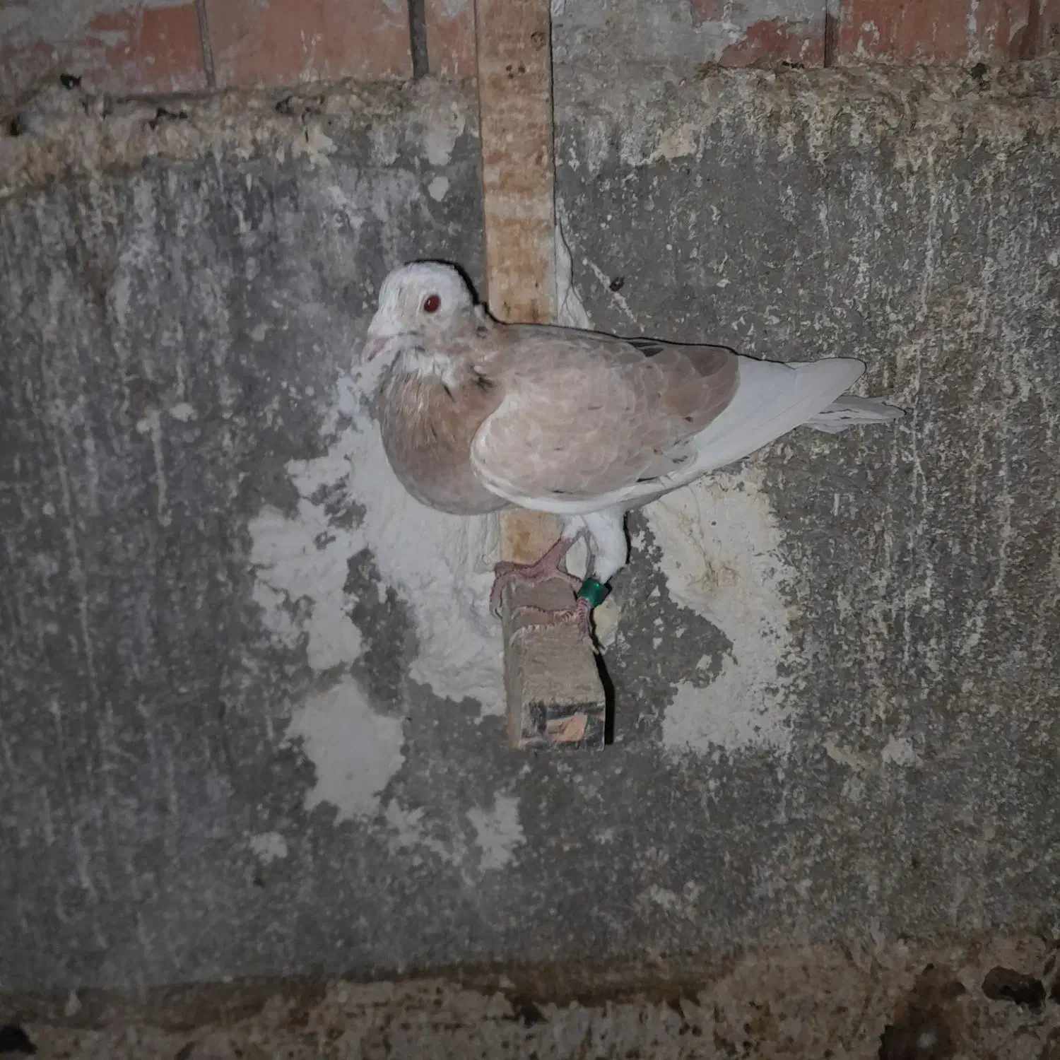 کبوتر|پرنده|گنبد کاووس, |دیوار