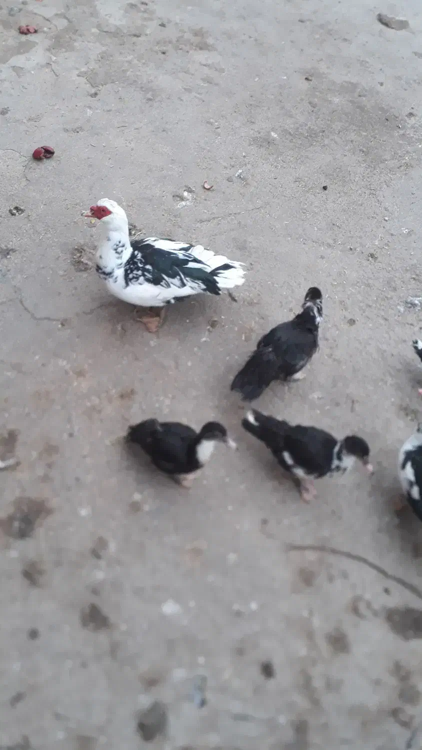 ۶عدد اردک شمالی بفروش میرسد به علت نداشتن رسیدگی|حیوانات مزرعه|زند, |دیوار