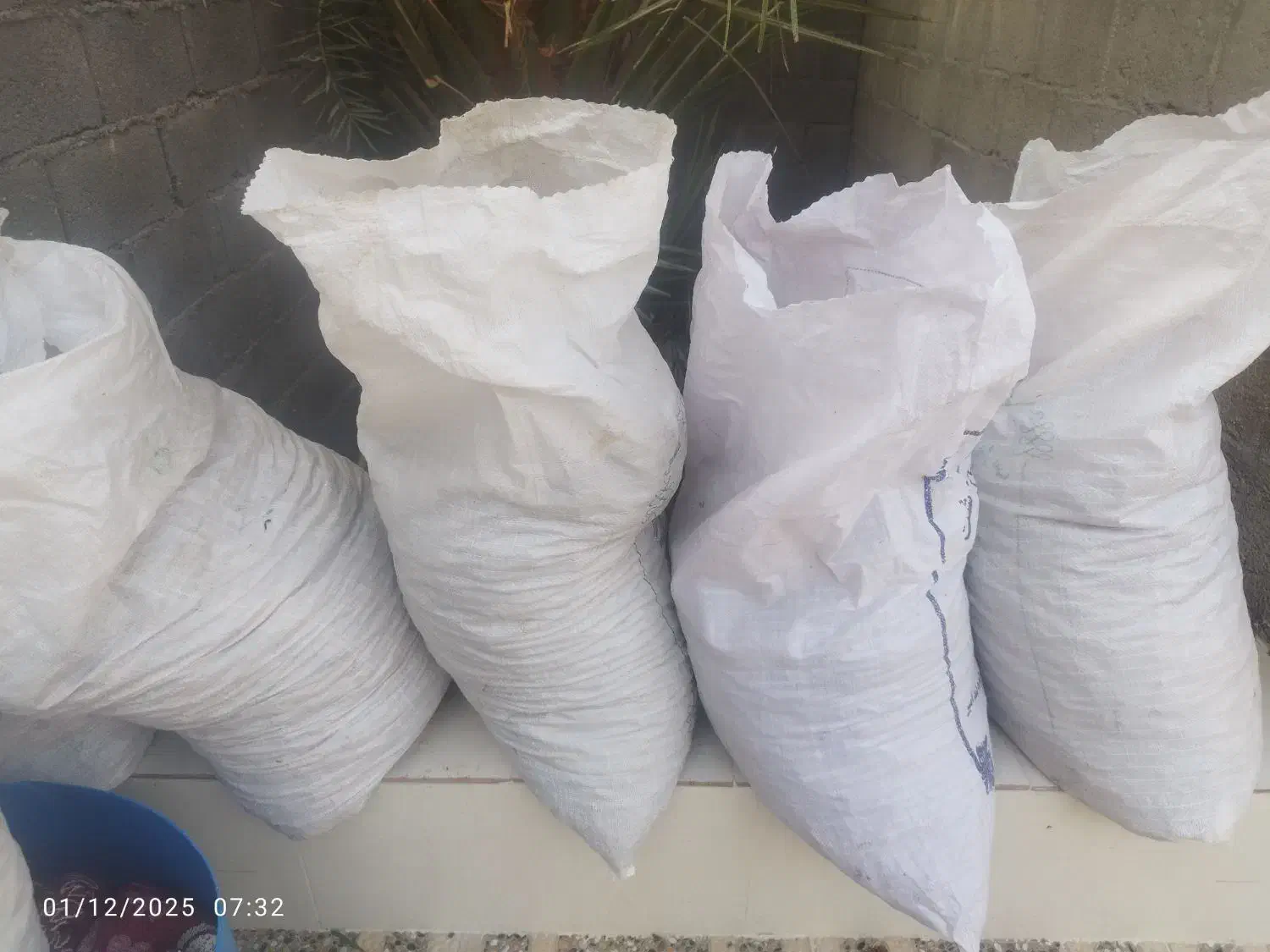 فروش خرما خشک (کرنگ،کنگا) مخصوص دام|لوازم جانبی حیوانات|اشکنان, |دیوار