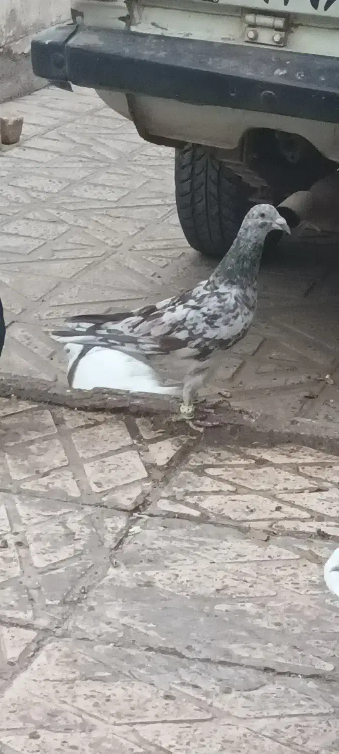 هفرنگ خرمایی|پرنده|اقبالیه, |دیوار