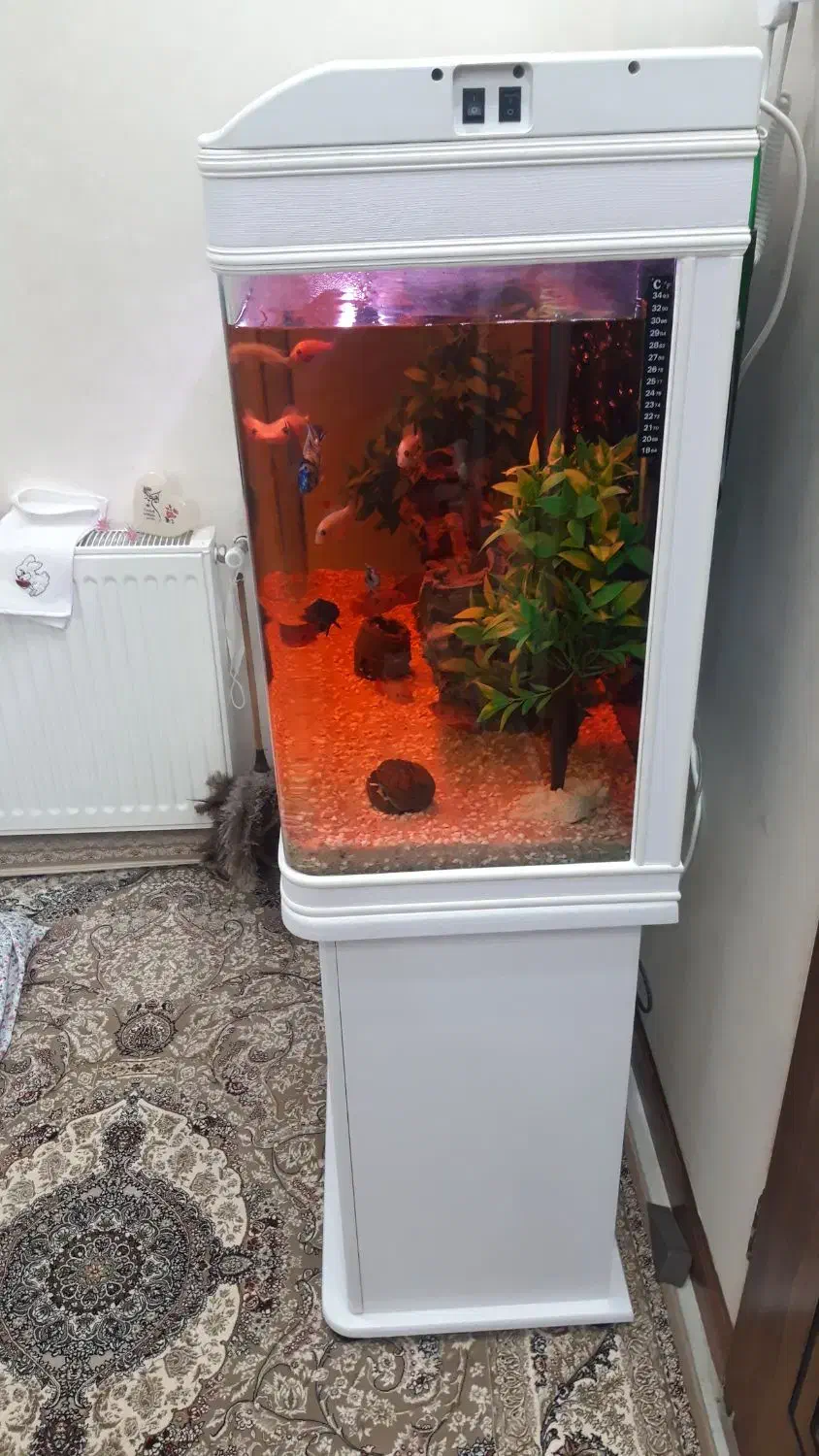 آکواریوم دلسا|ماهی|یزد, |دیوار