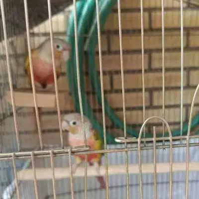 گرینچیک مولد|پرنده|اردستان, |دیوار