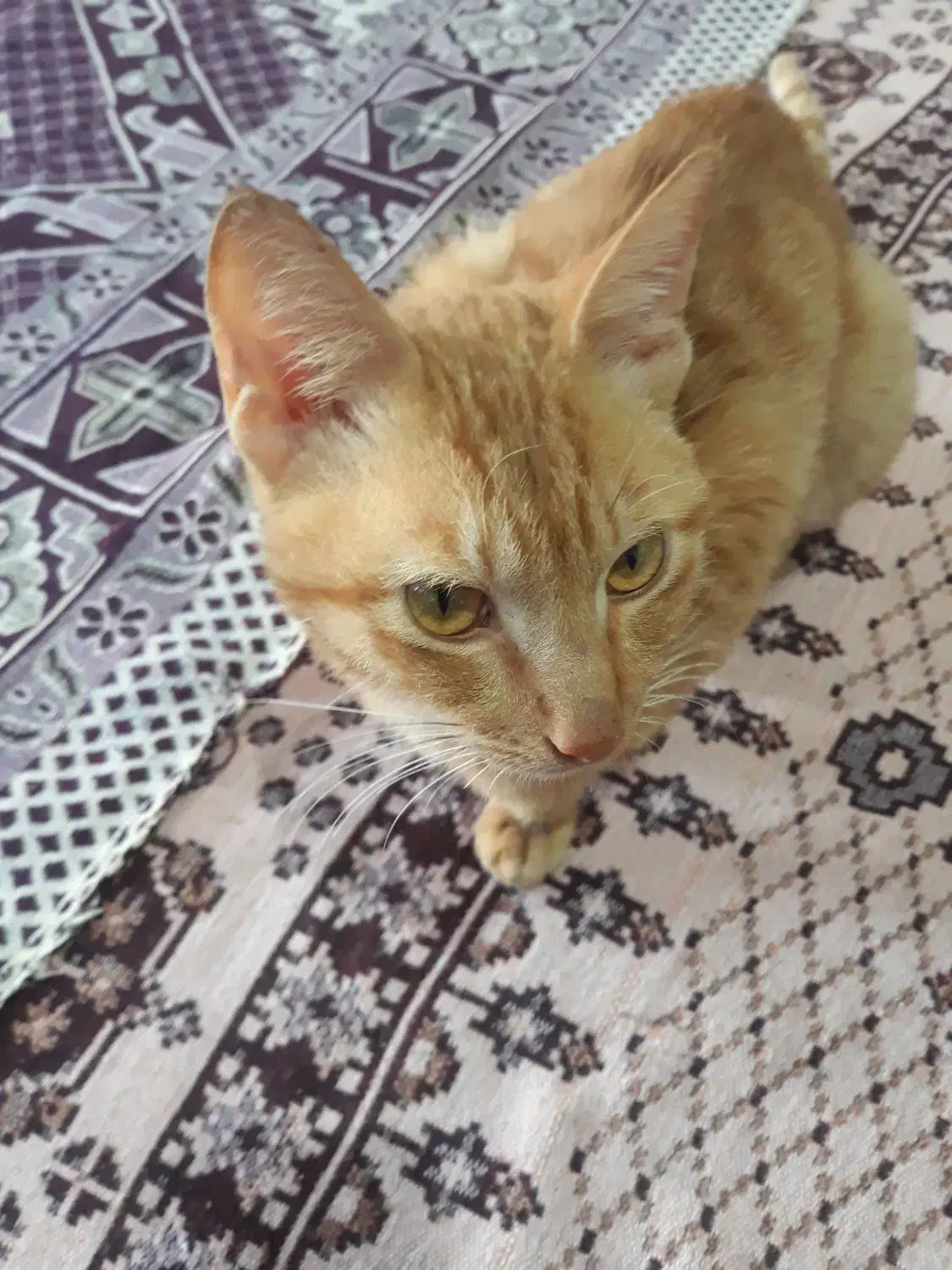 گربه اهلی آرام و زبان فهم|گربه|آبپخش, |دیوار