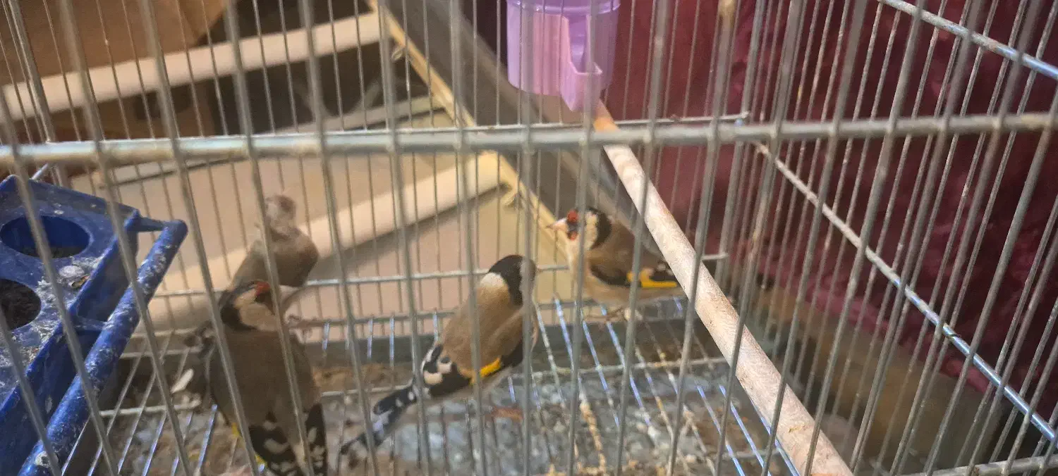 فروش سهره|پرنده|جونقان, |دیوار