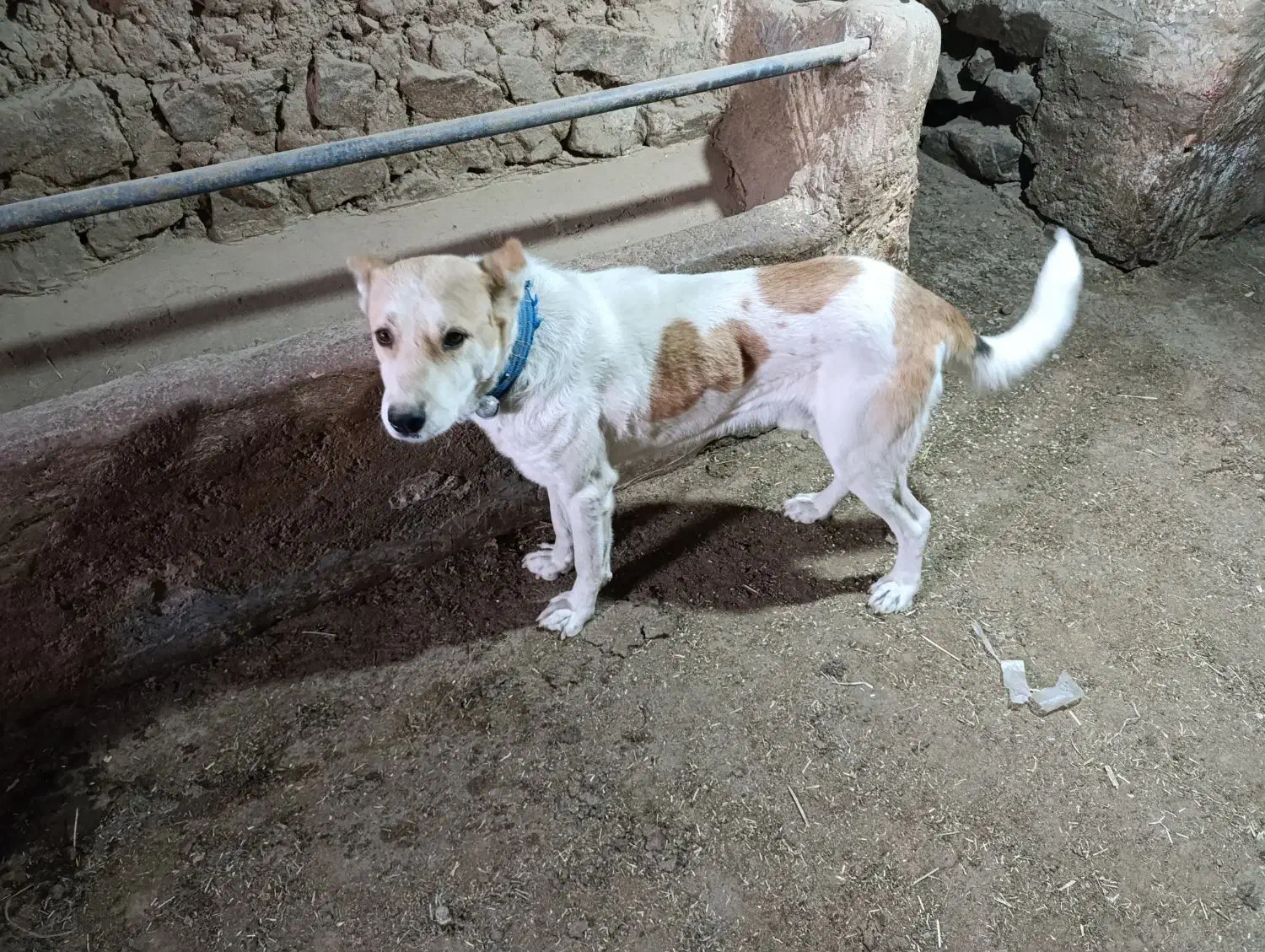 سگ گله|سگ|اراک, |دیوار