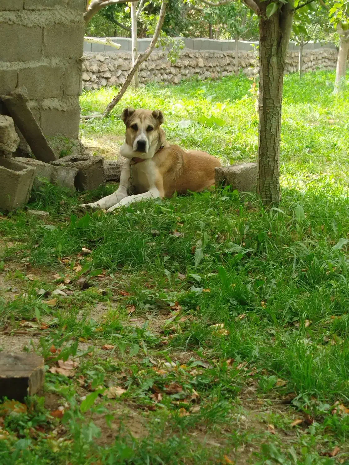 سگ خراسانی|سگ|اسفراین, |دیوار